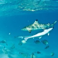 世界で発生した2017年シャークアタック件数：サーファーが襲われる割合まで