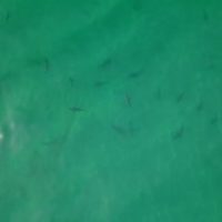 米国フロリダのビーチをドローン撮影するとサーファーの近くにサメが！