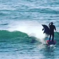 賢いはずのイルカがSUPライダーにまさかの全力アタック動画