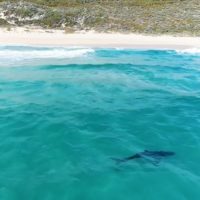 西オーストラリアのサメ問題についてCTやローカルサーファーの意見は！？