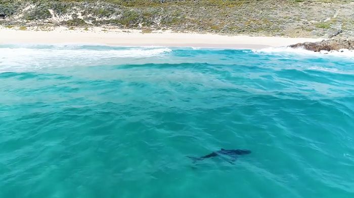 西オーストラリアのサメ問題についてctやローカルサーファーの意見は サーフィン動画ニュース World Surf Movies