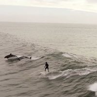 こんなミラクルあるの！？イルカと一緒のパーティーウェイブ動画