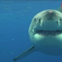 シャークアタック生存確率を高める新素材ウエットスーツが豪で開発