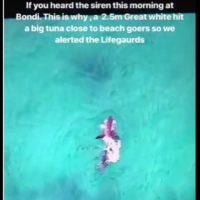 オーストラリアの大都市シドニーのボンダイビーチでホホジロザメ出没
