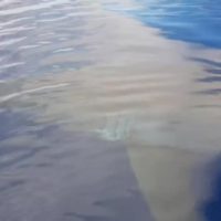 ホホジロザメが接近してくる恐怖動画:海でのサメとイルカの見分け方も