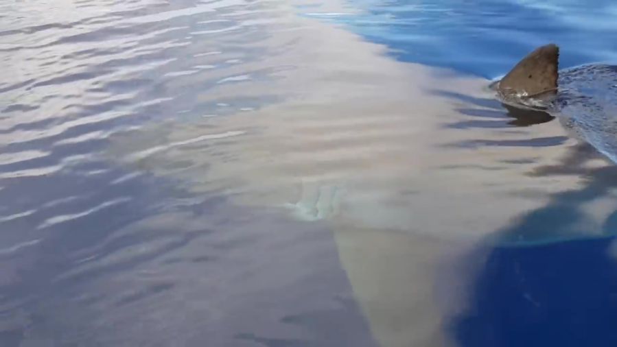 ホホジロザメが接近してくる恐怖動画 海でのサメとイルカの見分け方も サーフィン動画ニュース World Surf Movies