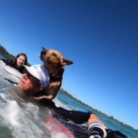 ゴールドコーストで溺れそうになっていた犬を救助した一部始終動画