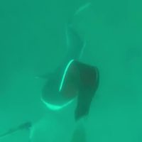 スピアフィッシング中にオオメジロザメが襲い掛かってくる恐怖動画