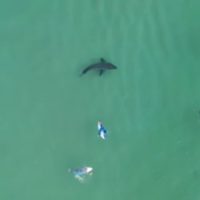 ホホジロザメ目撃と遭遇が増加の南アフリカ:シャークアタック予防策発表