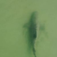 シャークアタックが世界最多のフロリダ州:海でドローン撮影してみると…