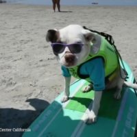 今年のサーフドッグコンテストはオンラインへ!世界中から参加可能