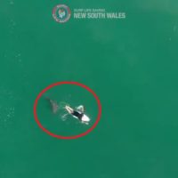 マット・ウィルキンソンがサメに狙われた緊迫のドローン映像が公開