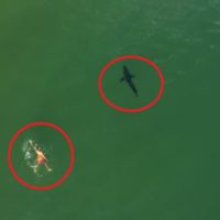 海でサメと遭遇した場合！実際のドローン動画を用いて対処方法を紹介