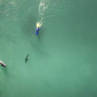 2020年に世界で発生したシャークアタック件数：エリアやアクティビティ別データ