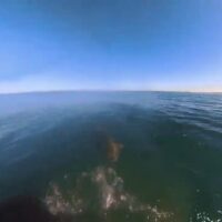 サーファーの足元までサメが急接近:オーストラリアで発生した恐怖動画