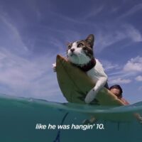 水嫌いなはずのネコが海へ！ハワイのサーフィンキャット「ホクレア」