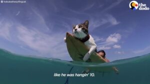 surfing-cat-300x169.jpg