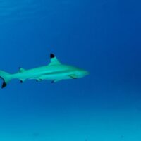 2021年に世界で発生したシャークアタック件数:エリアやアクティビティ別データ