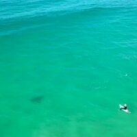 ドローンだからこそ気付いたホホジロザメ！オーストラリアでサーファーと接近動画