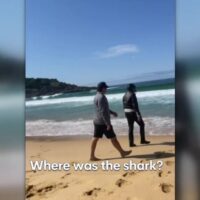 大型サメがサーファーを狙ってヘリ墜落!?オーストラリアで発生した事故