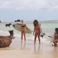 辺境サーファードリーム!ビラボンウイメンズのニヒスンバへのサーフトリップ動画