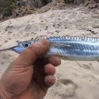 魚が鼻に突き刺さるレアなアクシデント!メンタワイ諸島でサーファーが被害に