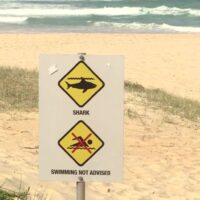 豪ポートマッコリーで大型ホホジロザメ出現でサーファーが重傷を負うことに