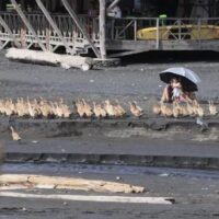 2024年1月:バリ島(インドネシア)のダイジェスト波情報動画