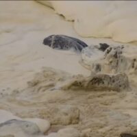 南オーストラリア州アデレード近郊ビーチで藻が大量発生して健康被害