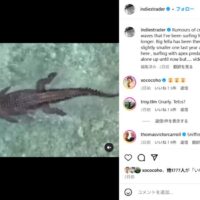 メンタワイ諸島のサーフスポットに巨大なクロコダイルが出没!実際の動画も