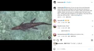 メンタワイ諸島のサーフスポットに巨大なクロコダイルが出没！実際の動画も