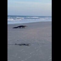 アメリカのビーチを闊歩するワニ!サメよりも被害例が多いワニアタックの現状