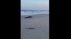アメリカのビーチを闊歩するワニ！サメよりも被害例が多いワニアタックの現状