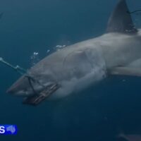 シャークアタック対策として開発された命を守る新素材ウェットスーツを検証