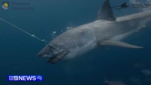 シャークアタック対策として開発された命を守る新素材ウェットスーツを