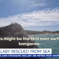 溺れていたワラビーをサーファーが救助!オーストラリア発のワイルドアクシデント