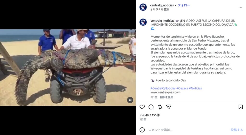 ワニがメキシカンパイプライン近くに出没!中米では珍しくない野生動物の脅威