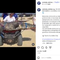 ワニがメキシカンパイプライン近くに出没！中米では珍しくない野生動物の脅威