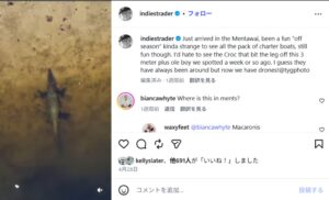 イリエワニがメンタワイ諸島のサーフスポットに出没！ドローンで確認されることに