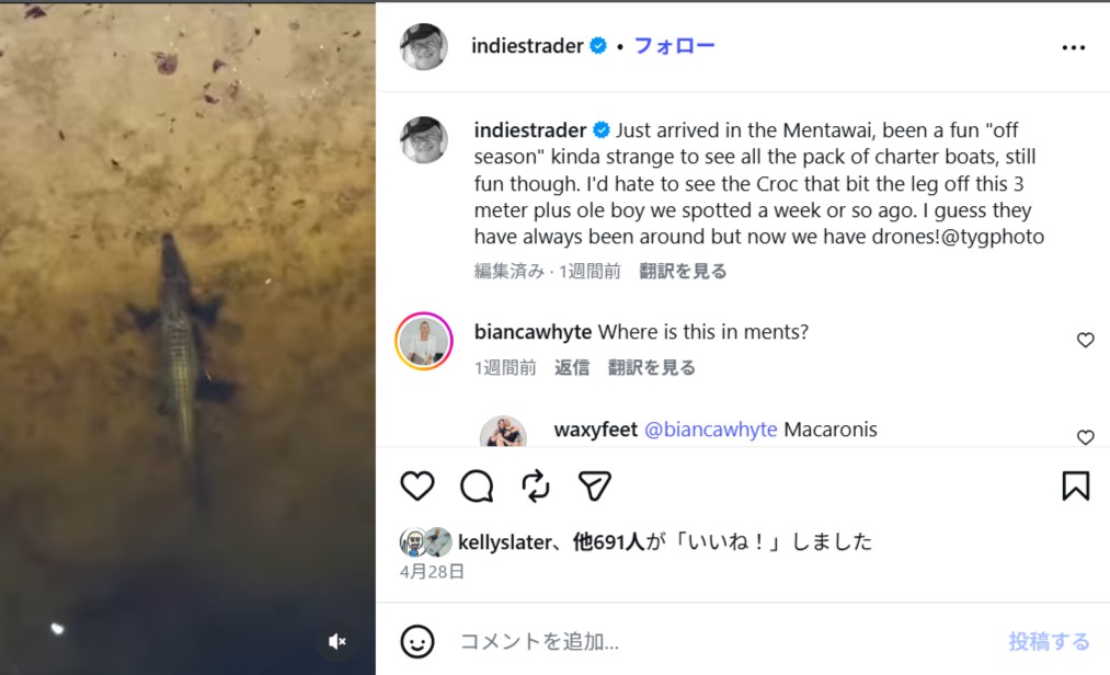イリエワニがメンタワイ諸島のサーフスポットに出没！ドローンで確認されることに
